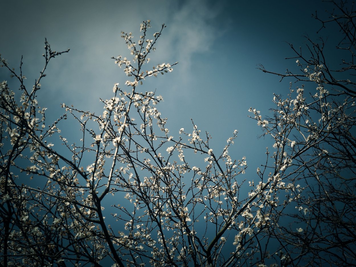 Голубая ягода Терновник