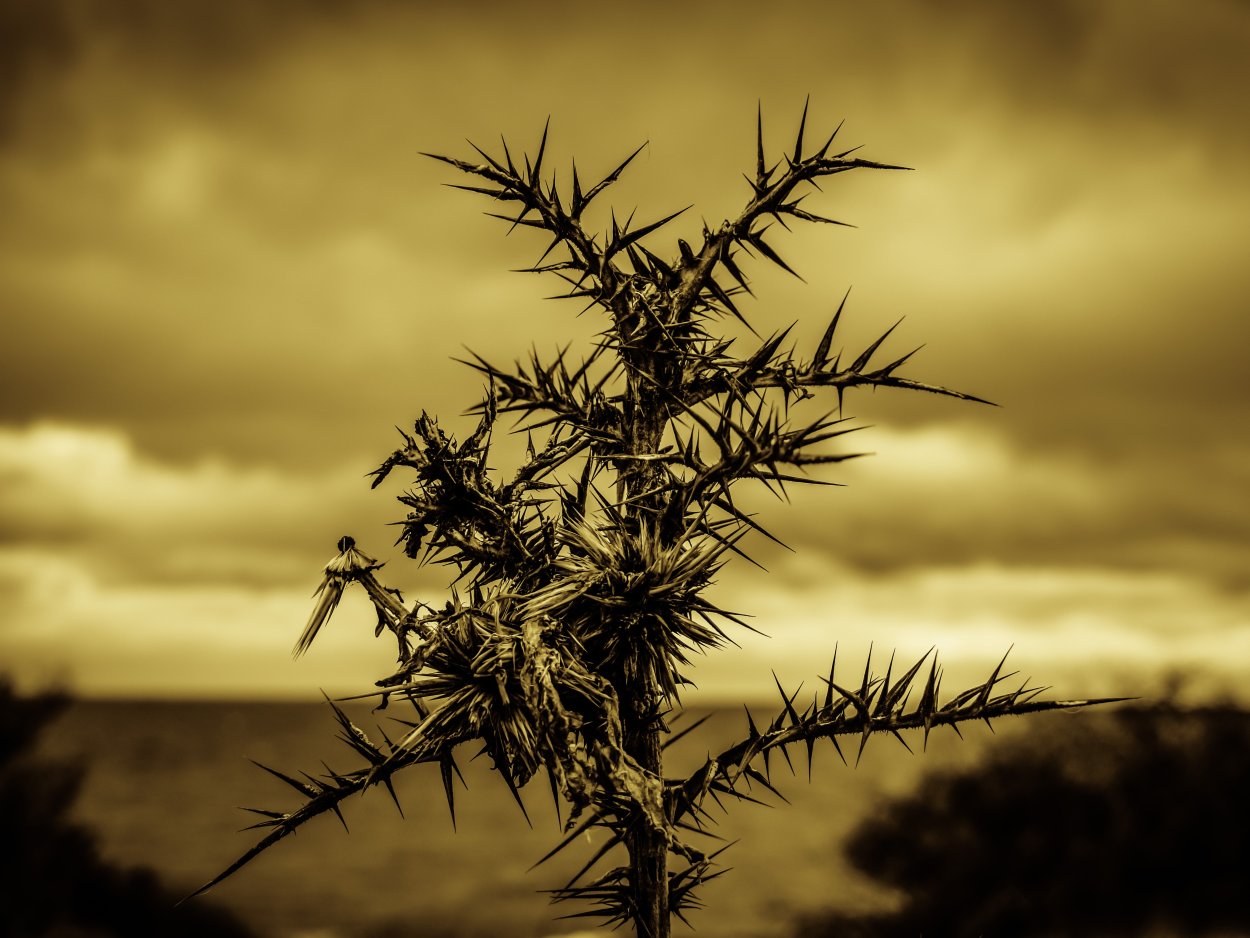 Терновник ягода