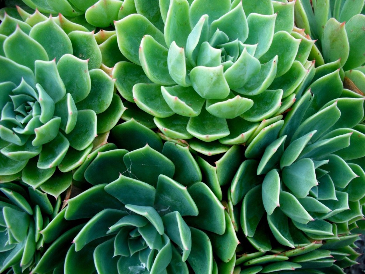 Карлина колючка