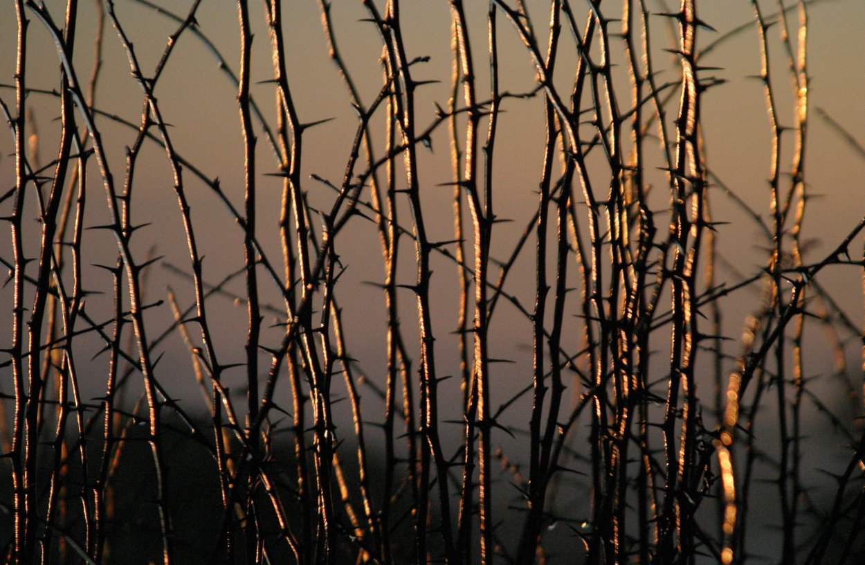 Терновник кустарник иглы