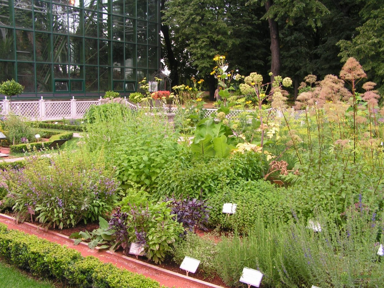 Лечебные растения