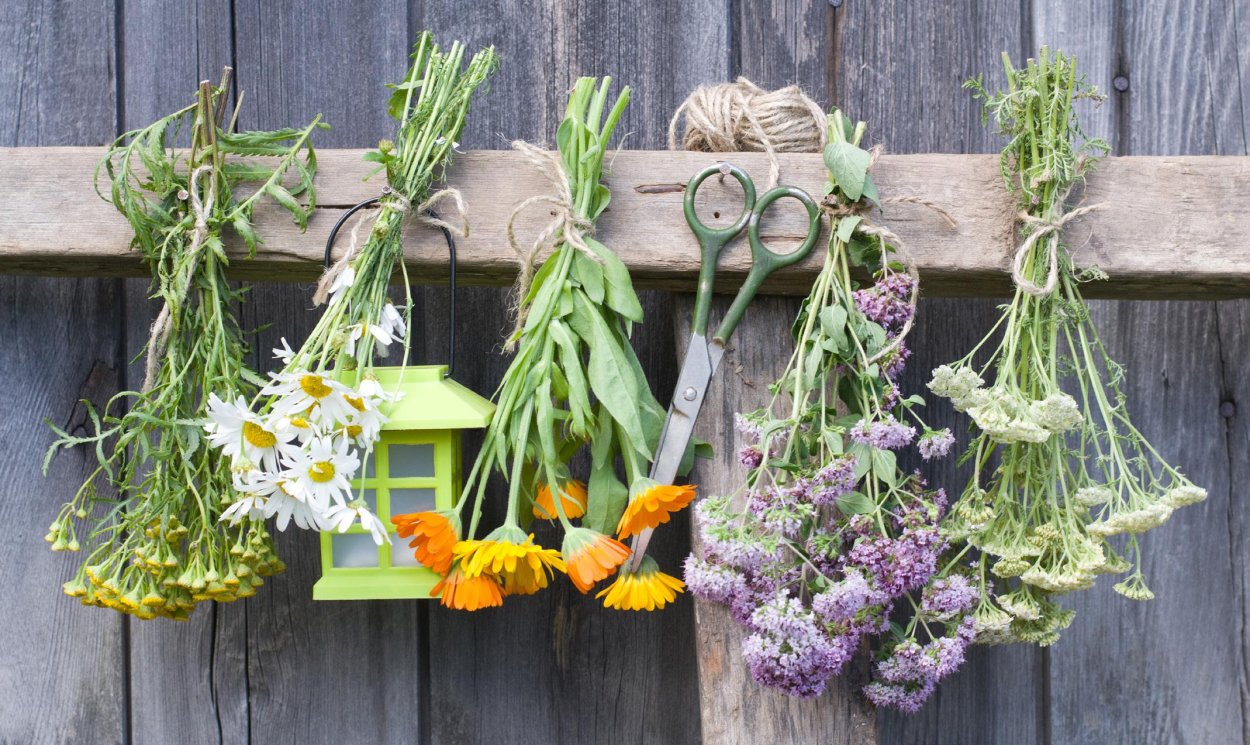 Фитотерапия в салоне красоты