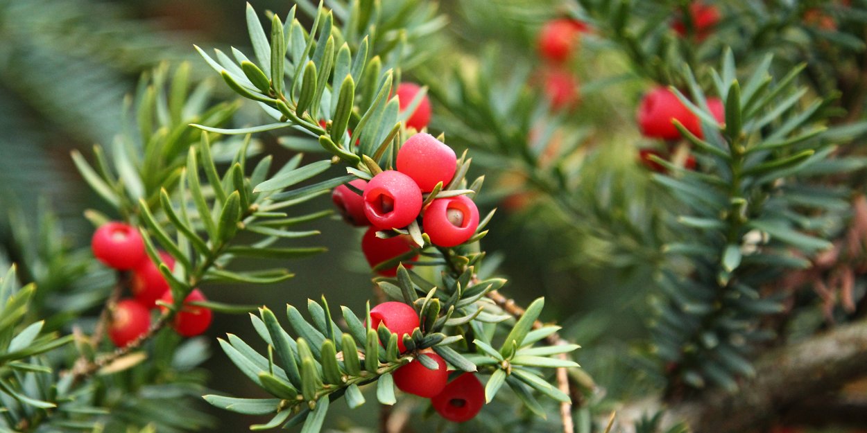 Ель с красными ягодами