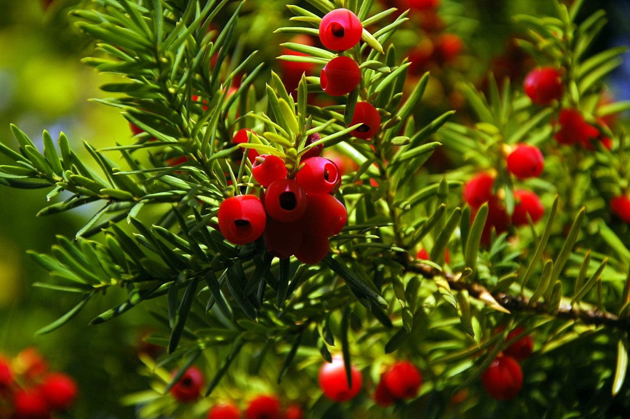 Тис ягодный (Taxus baccata "David")