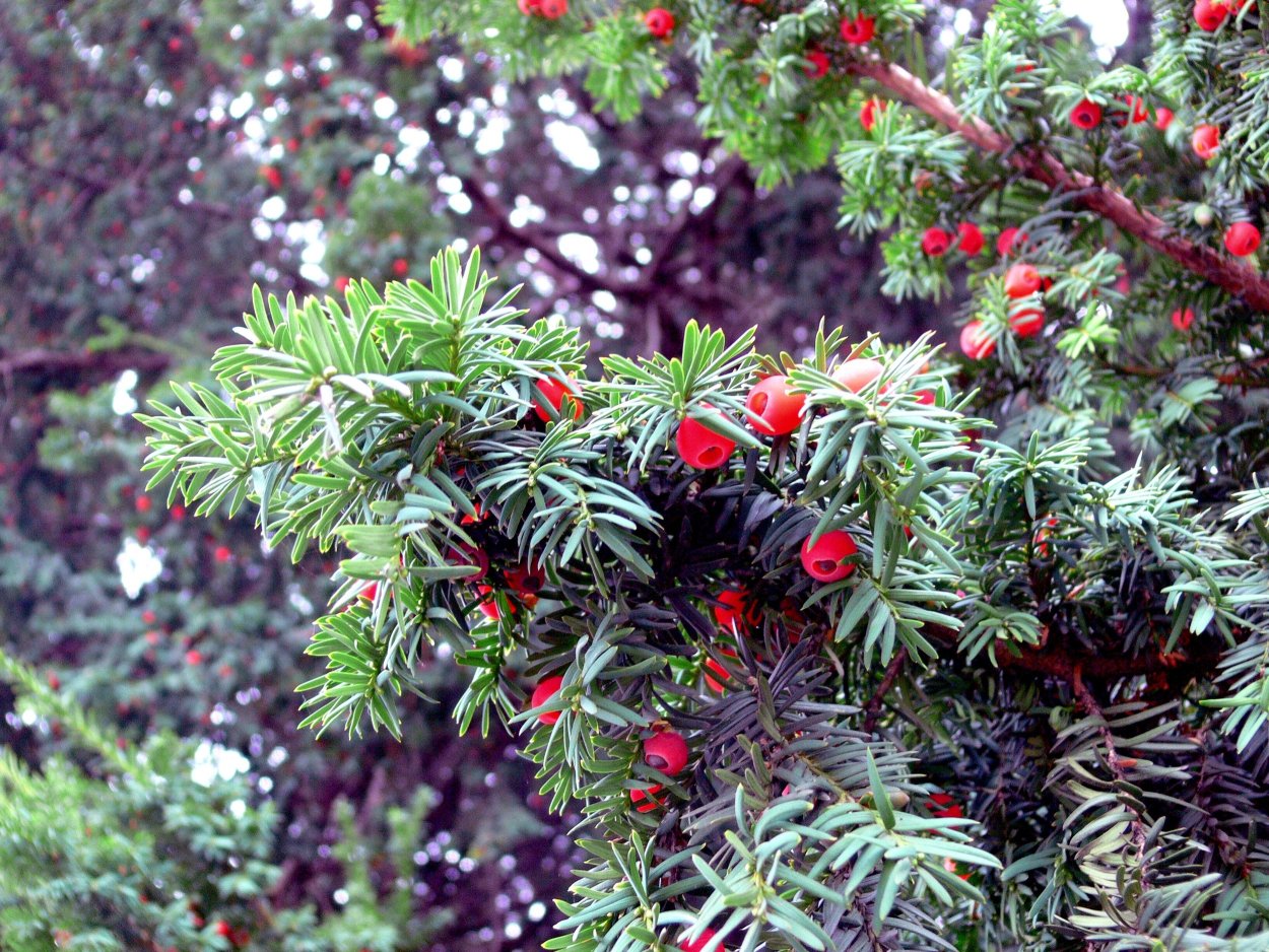 Тис ягодный Taxus baccata