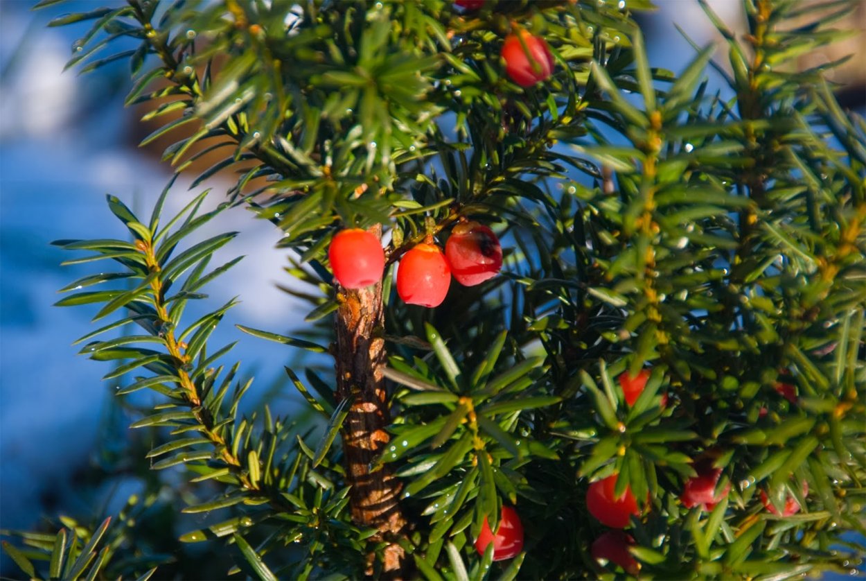 Тис ягодный в Крыму