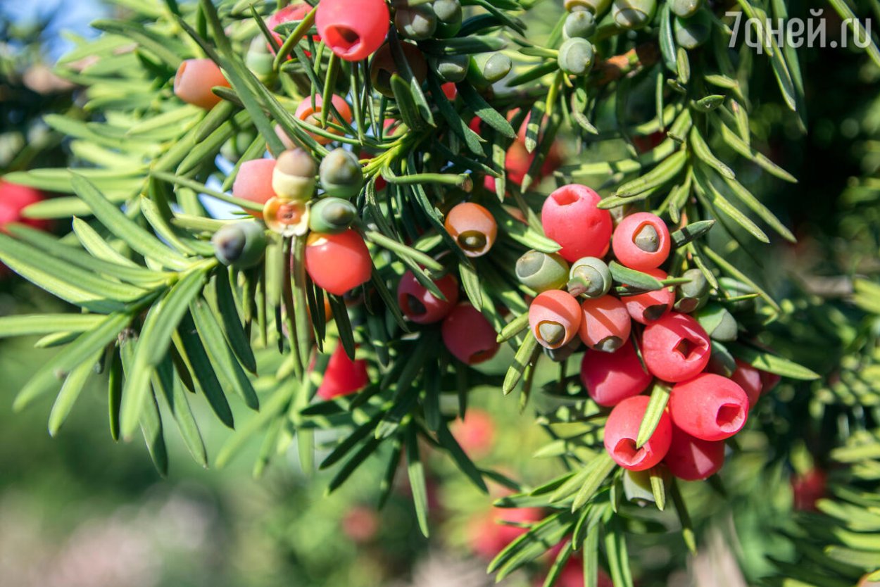 Тисс ягодный - Taxus baccata l