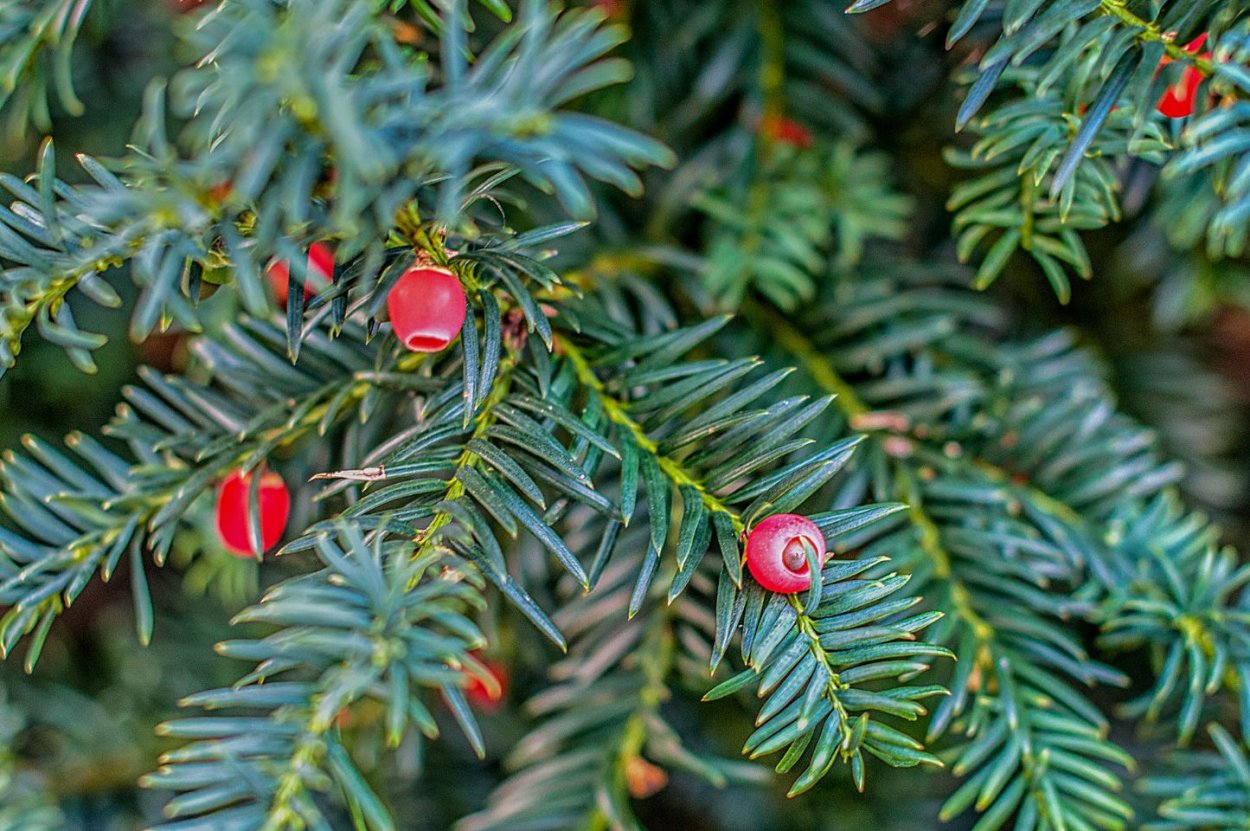 Тис ягодный Taxus baccata