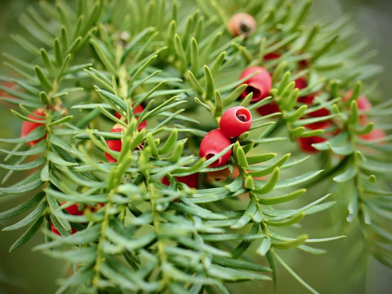 Тисс ягодный (Taxus baccata