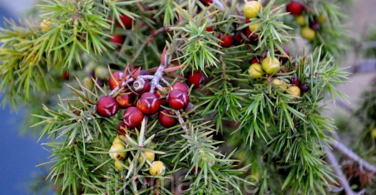 Красные новогодние ягоды