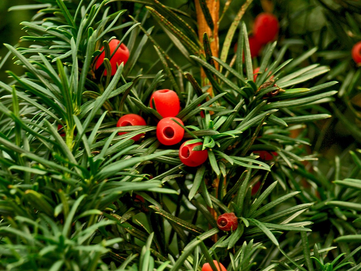 Тисс иголки