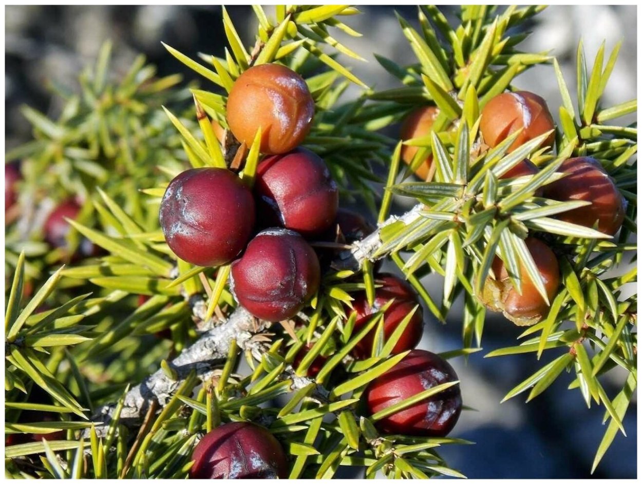 Тис остроконечный Taxus cuspidata