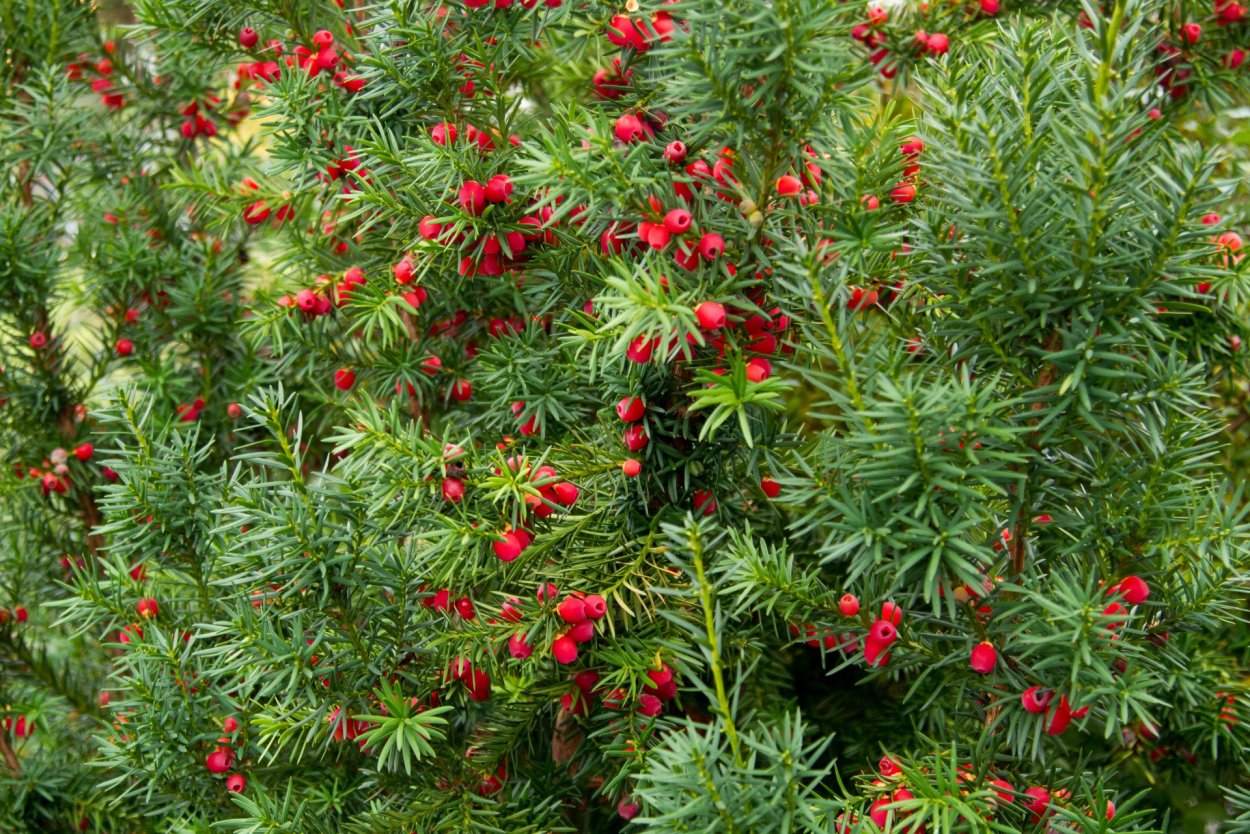 Taxus chinensis