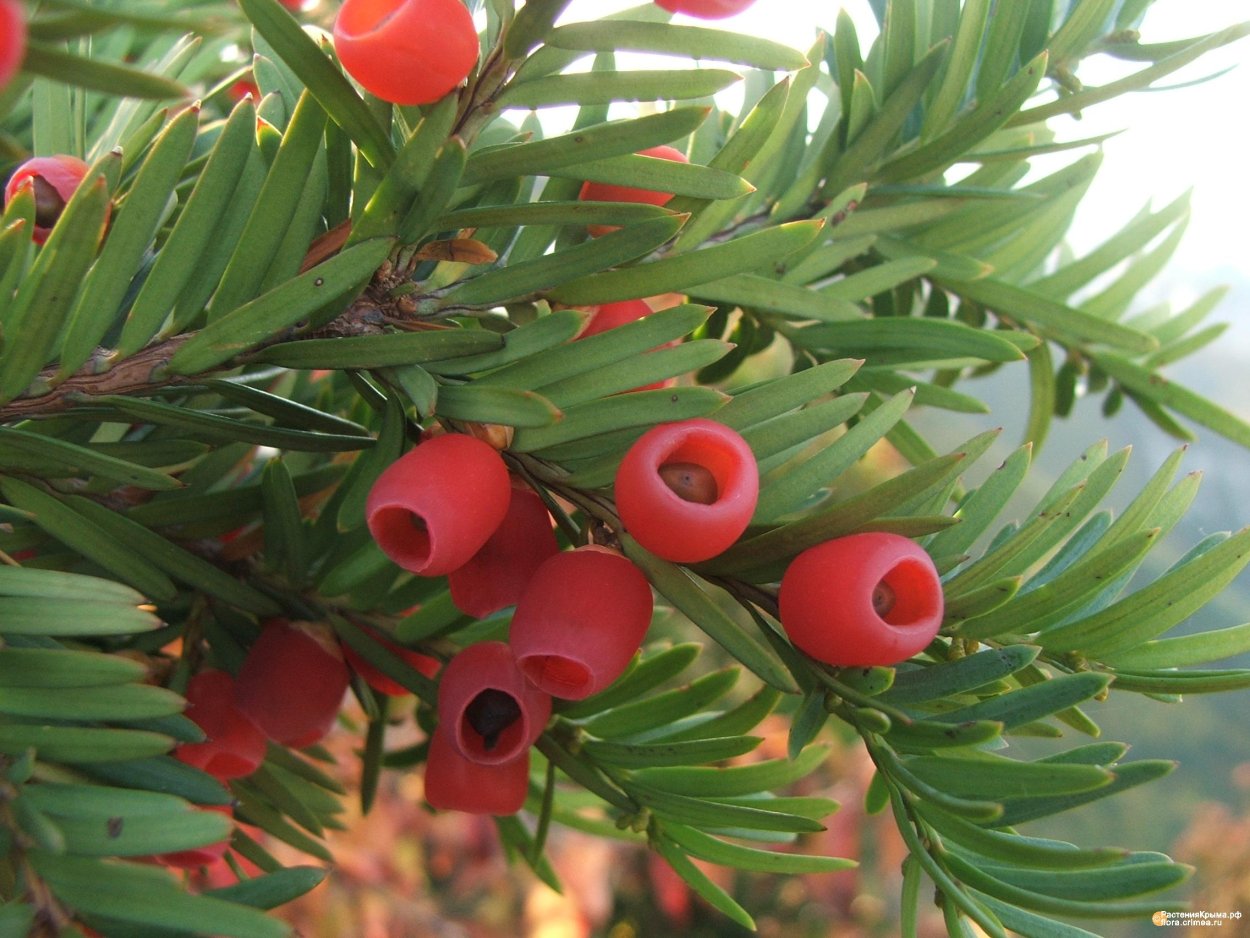 Тис ягодный Taxus baccata