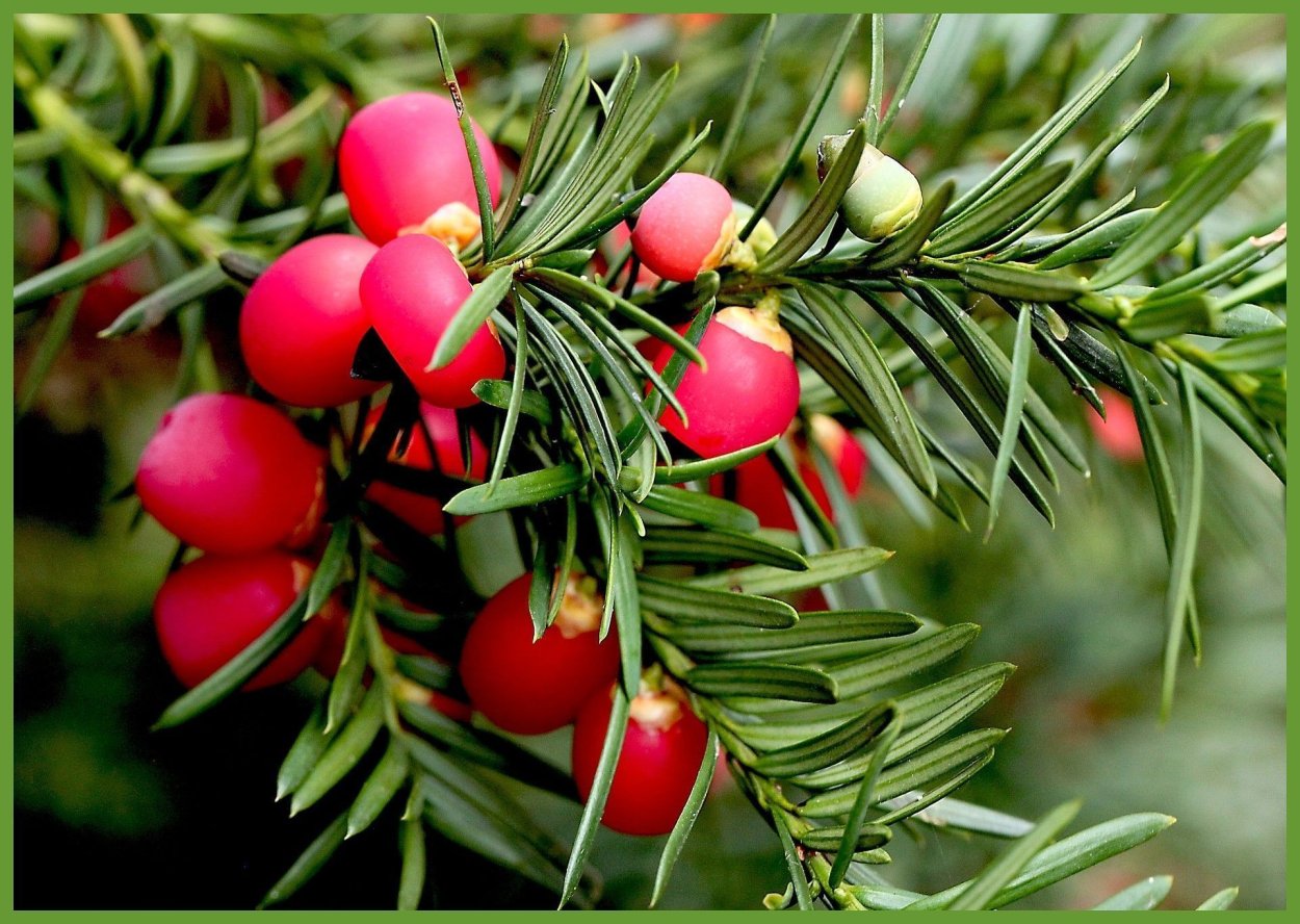 Abies pinsapo Fastigiata