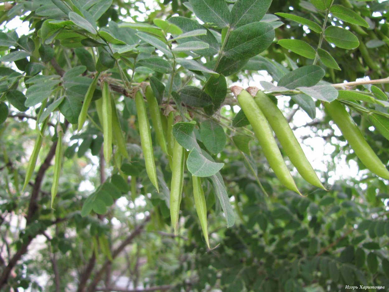 Карагана древовидная стручки