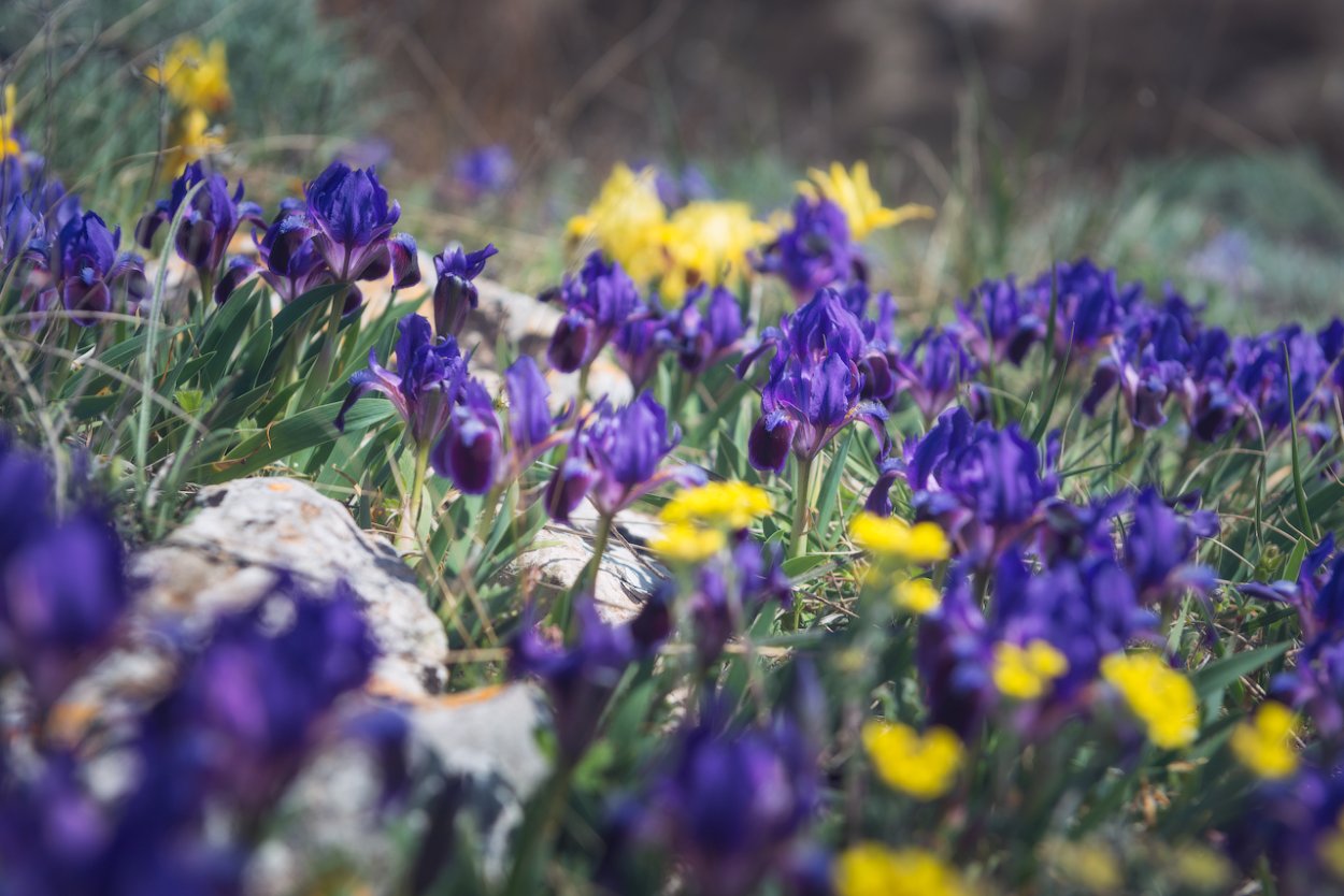 Ирис Степной