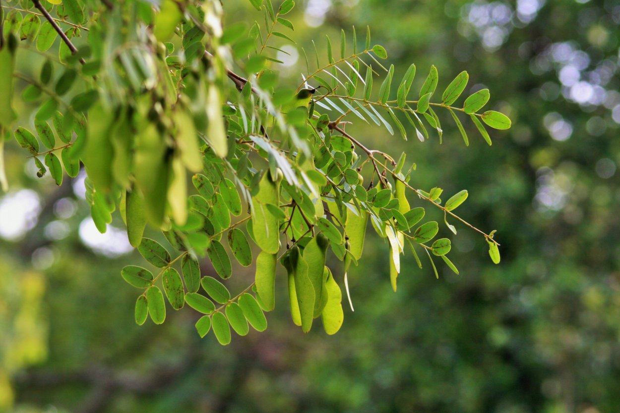 Бобы акации