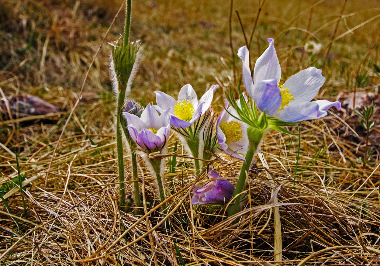 Хакасия Весна фото