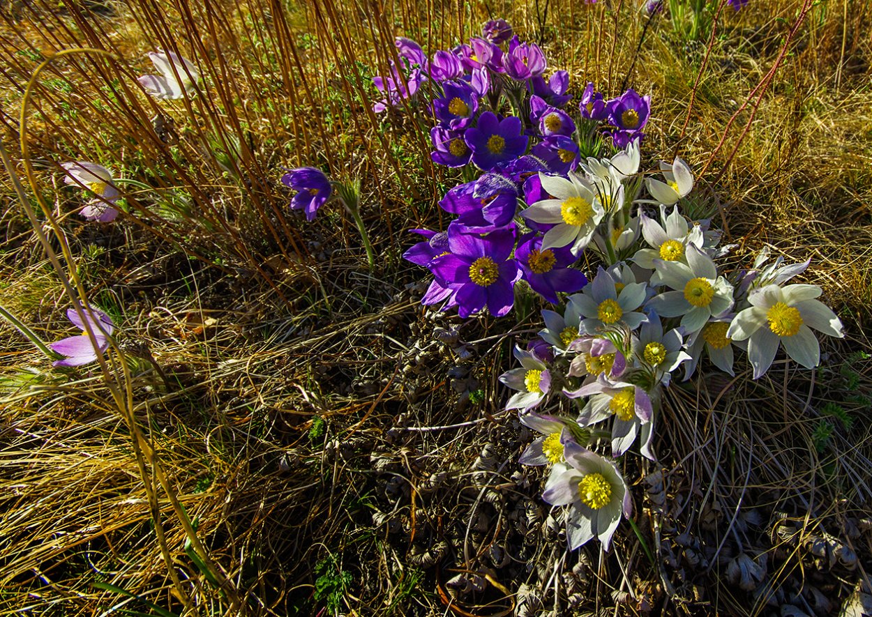 Степи Хакасии цветут