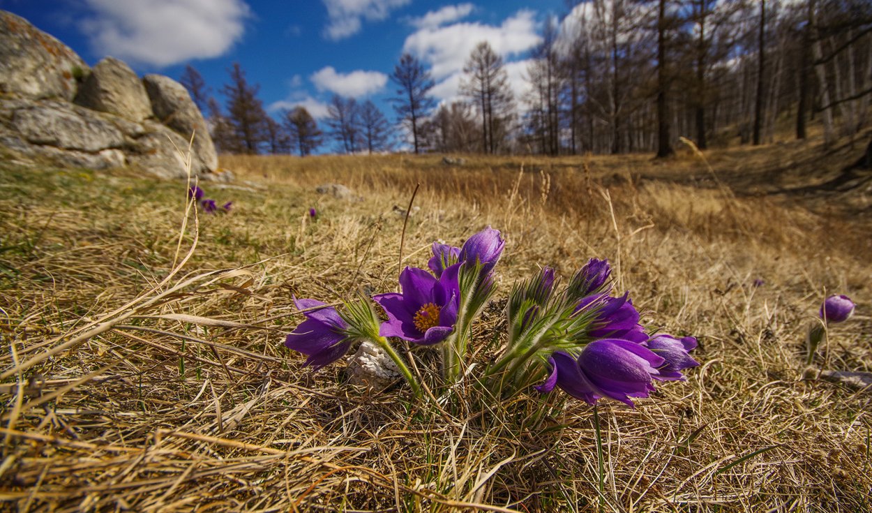 Весна в Хакасии картинки