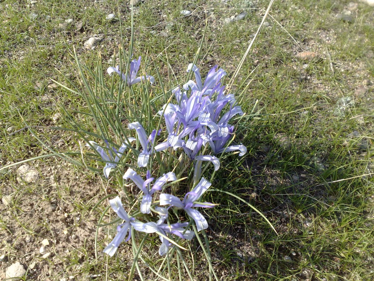 Пикульки растения в Хакасии