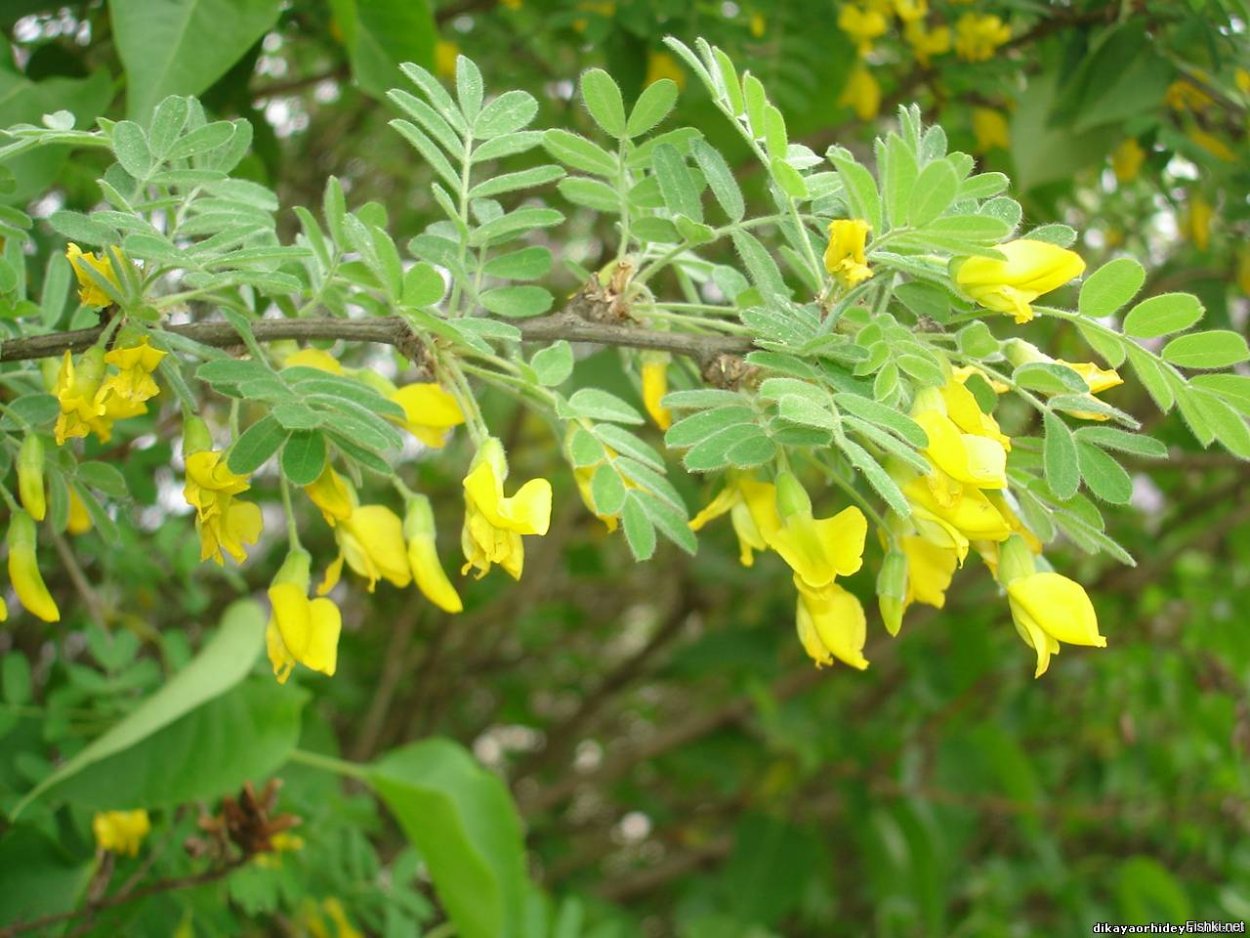 Карагана кустарниковая
