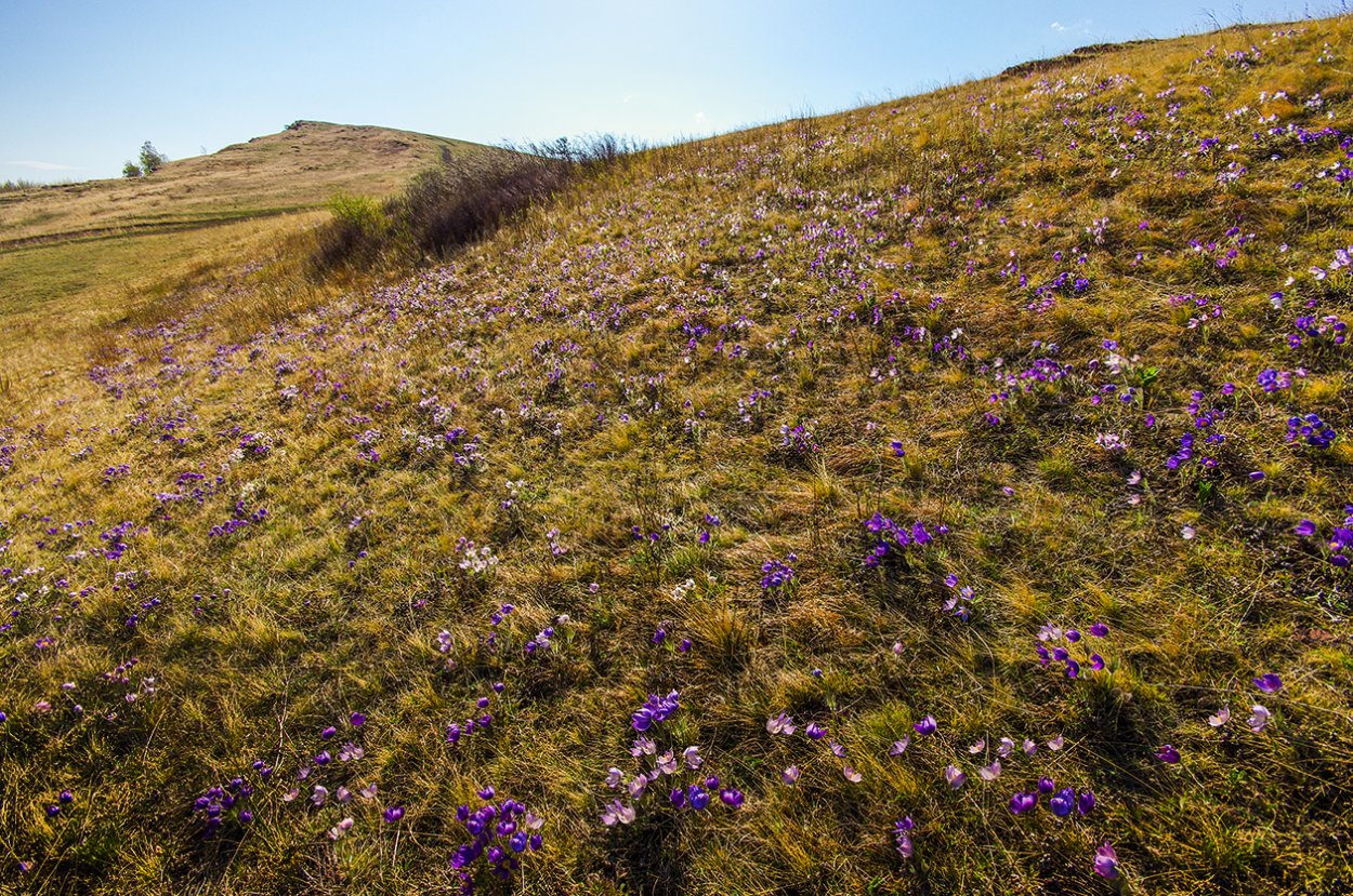 Растения степей Хакасии