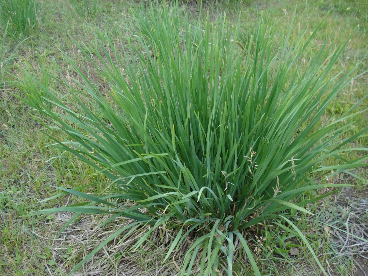 Пикульки растения