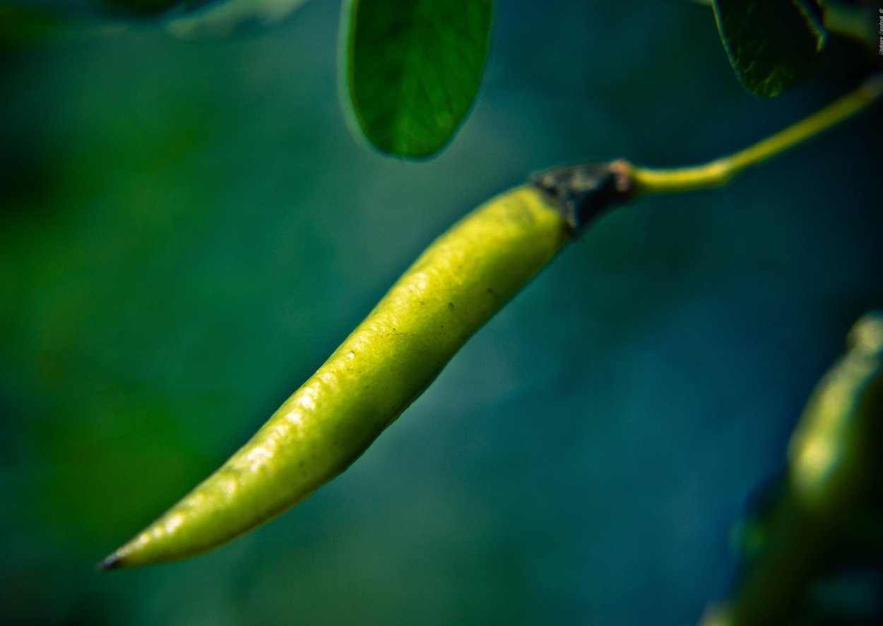 Свистулька из растения банан