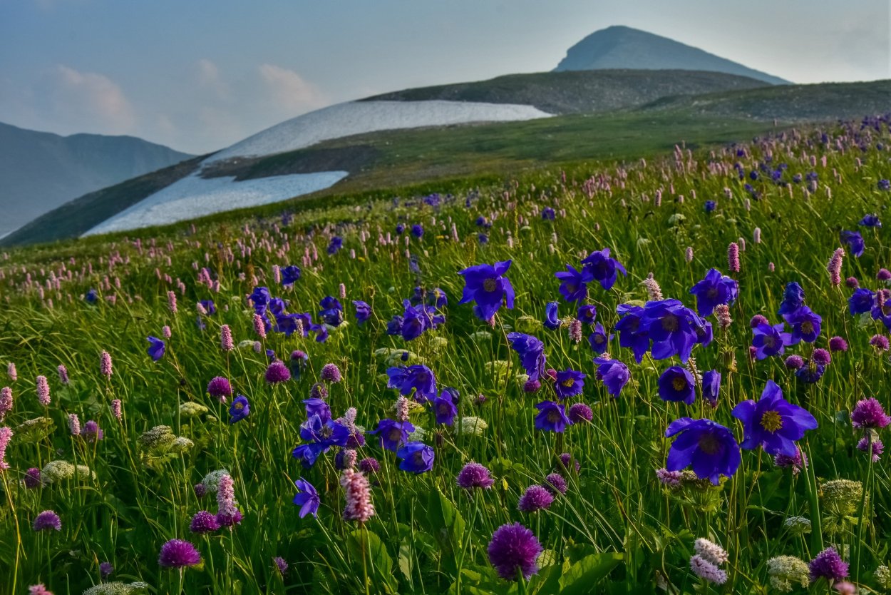 Альпийские Луга Хакасии