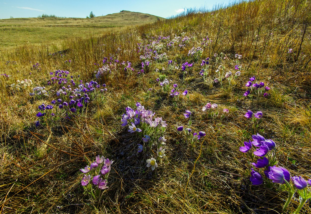 Цветущая Хакасия
