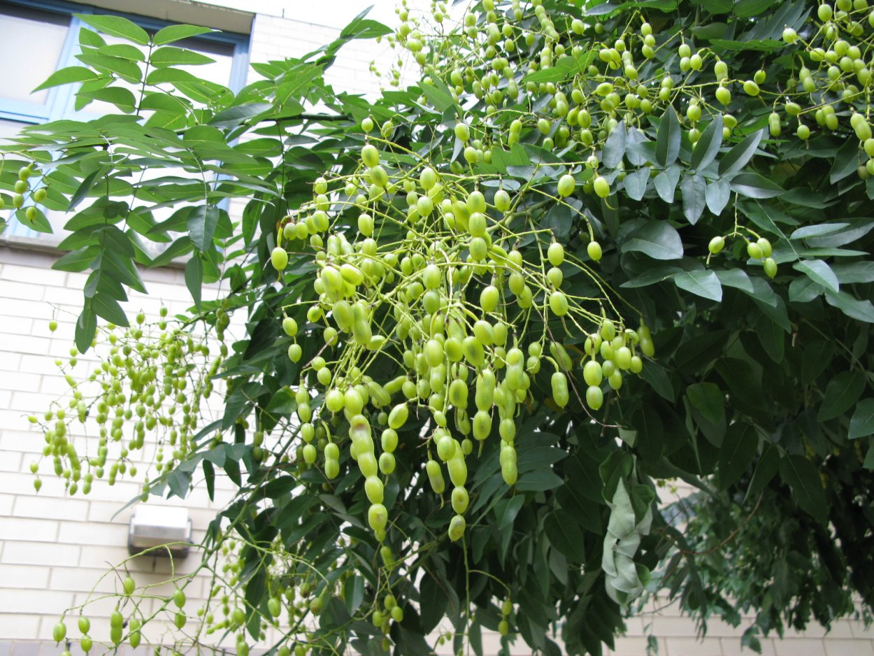 Золотой Боб дерево