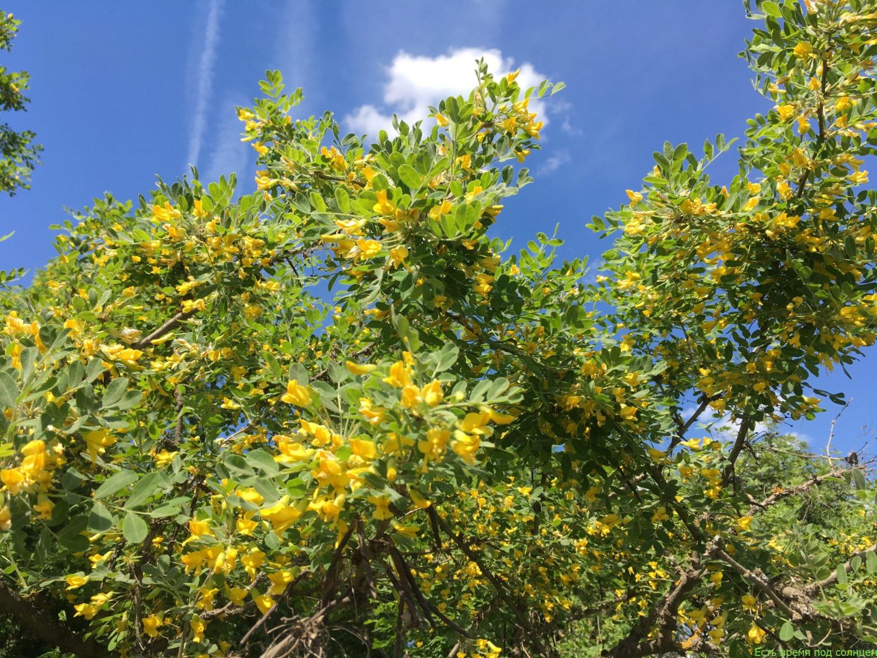 Акация дарахти