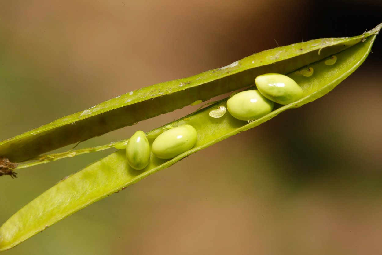 Древовидная Акация семена