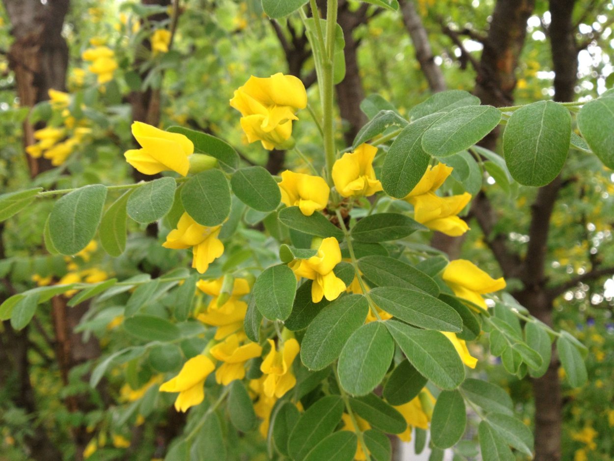 Акация Карагана древовидная