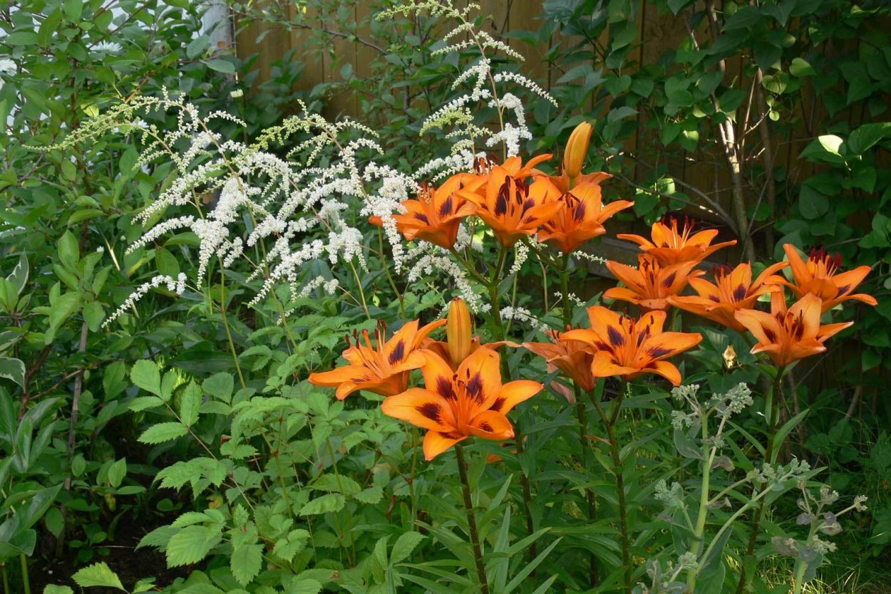 Лилия тигровая цветник