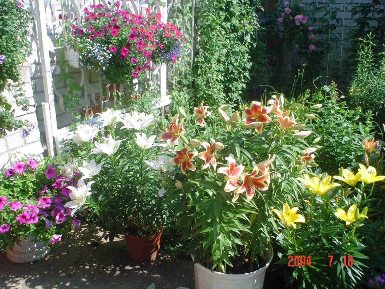 Лилии в горшках в саду