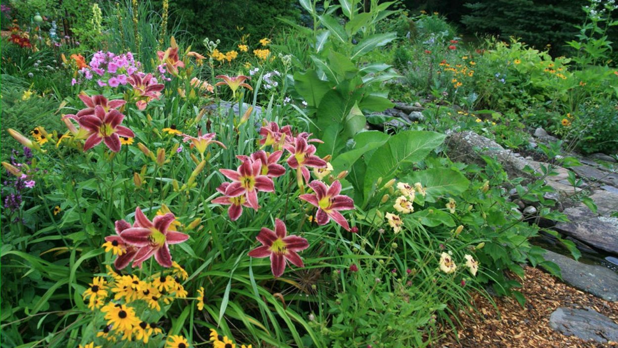 Лилейники рудбекия