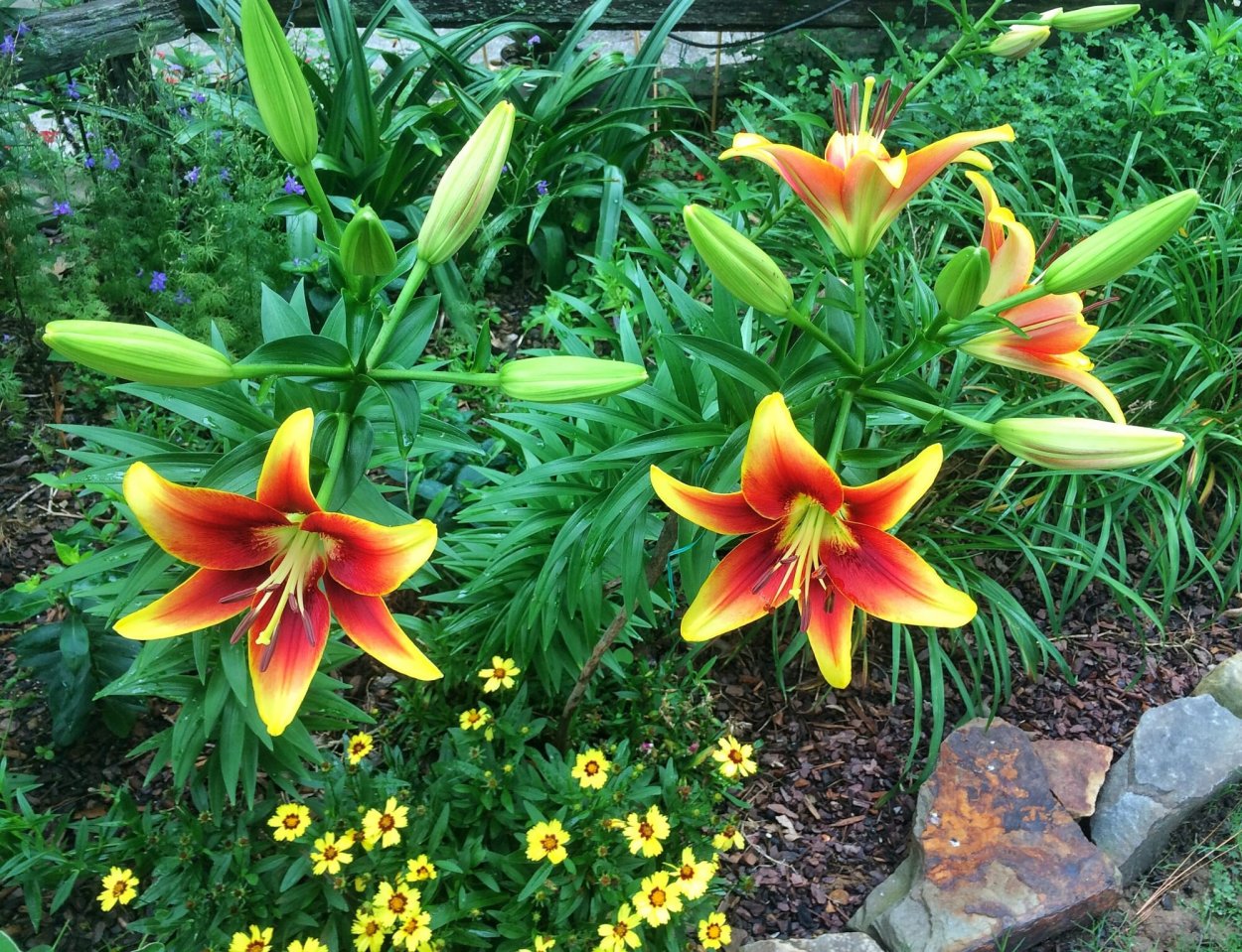 Лилии блейзинг Дварф