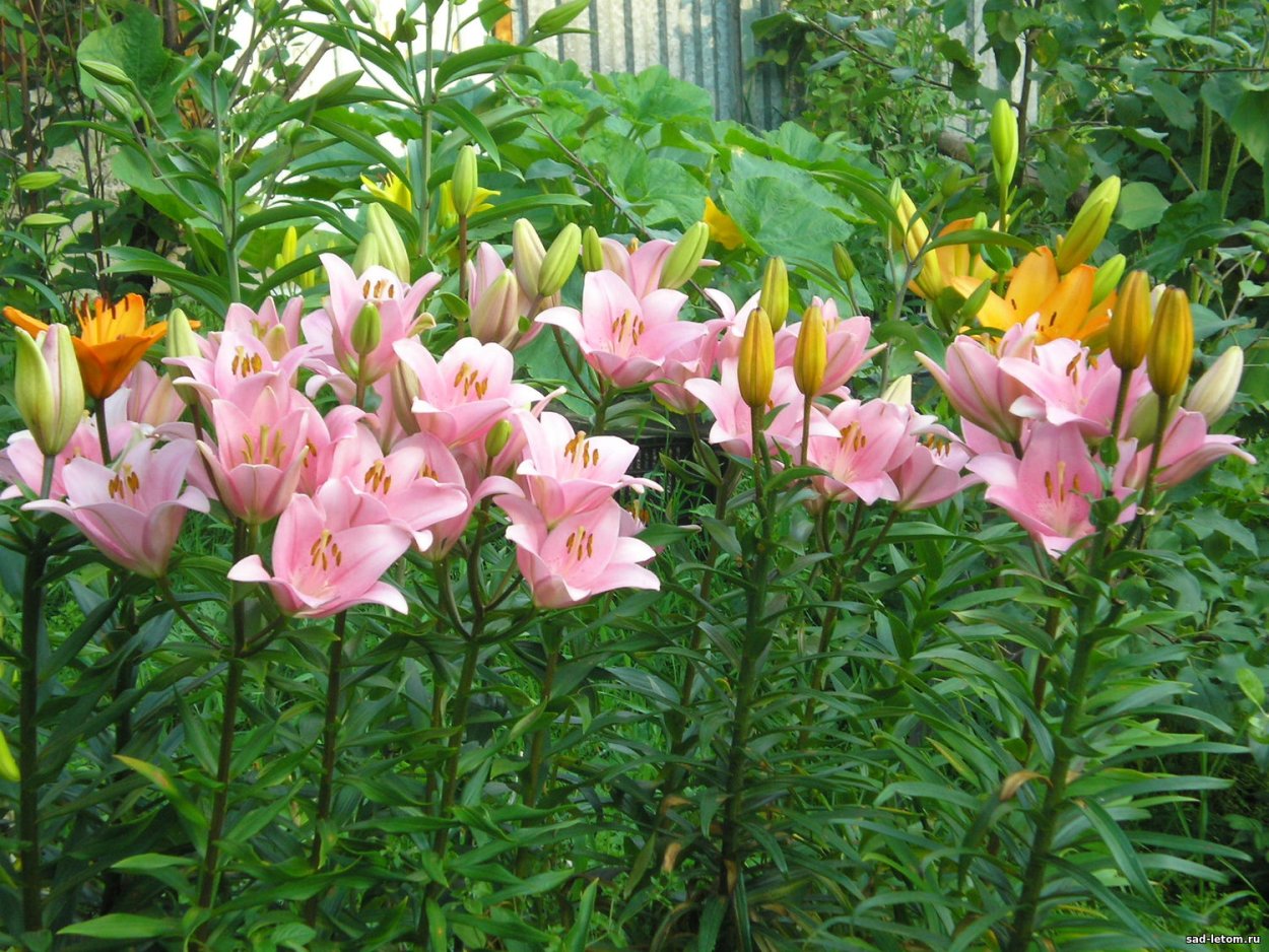 Лилия азиатская ИЗИ Ванилла