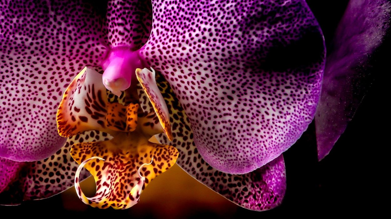 Розовый дракон орхидея