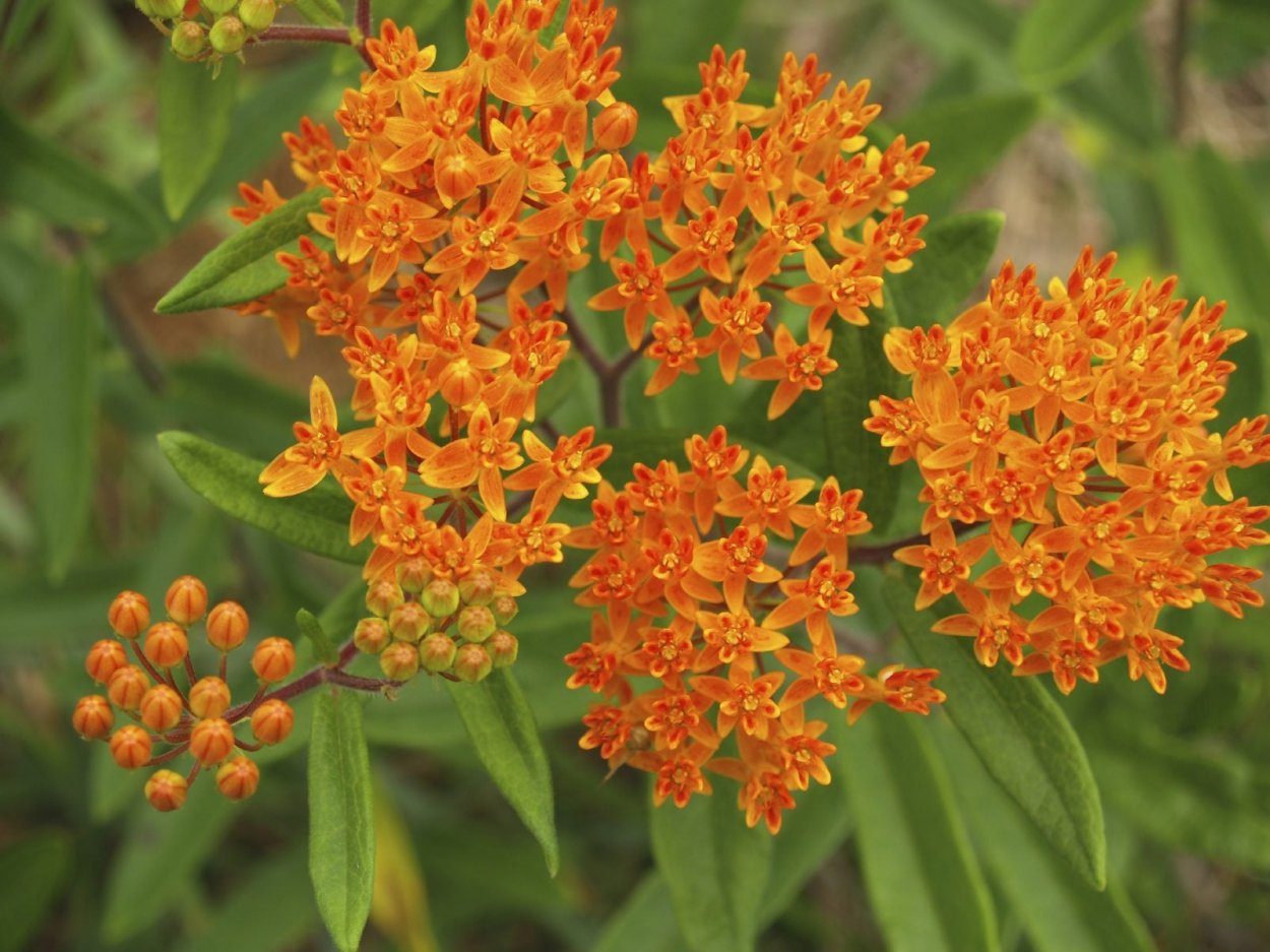 Asclepias curassavica