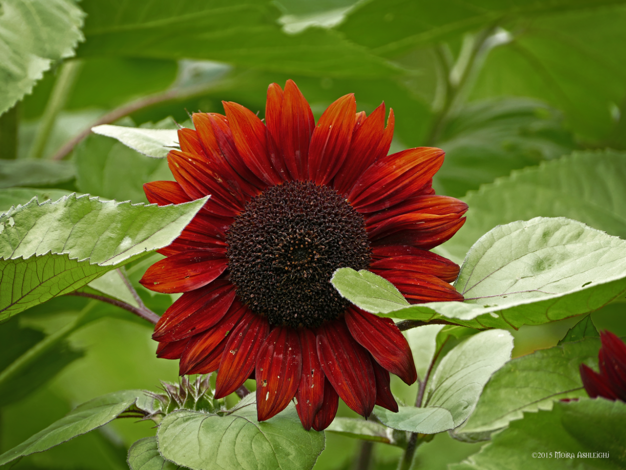Подсолнух однолетний малиновая Королева