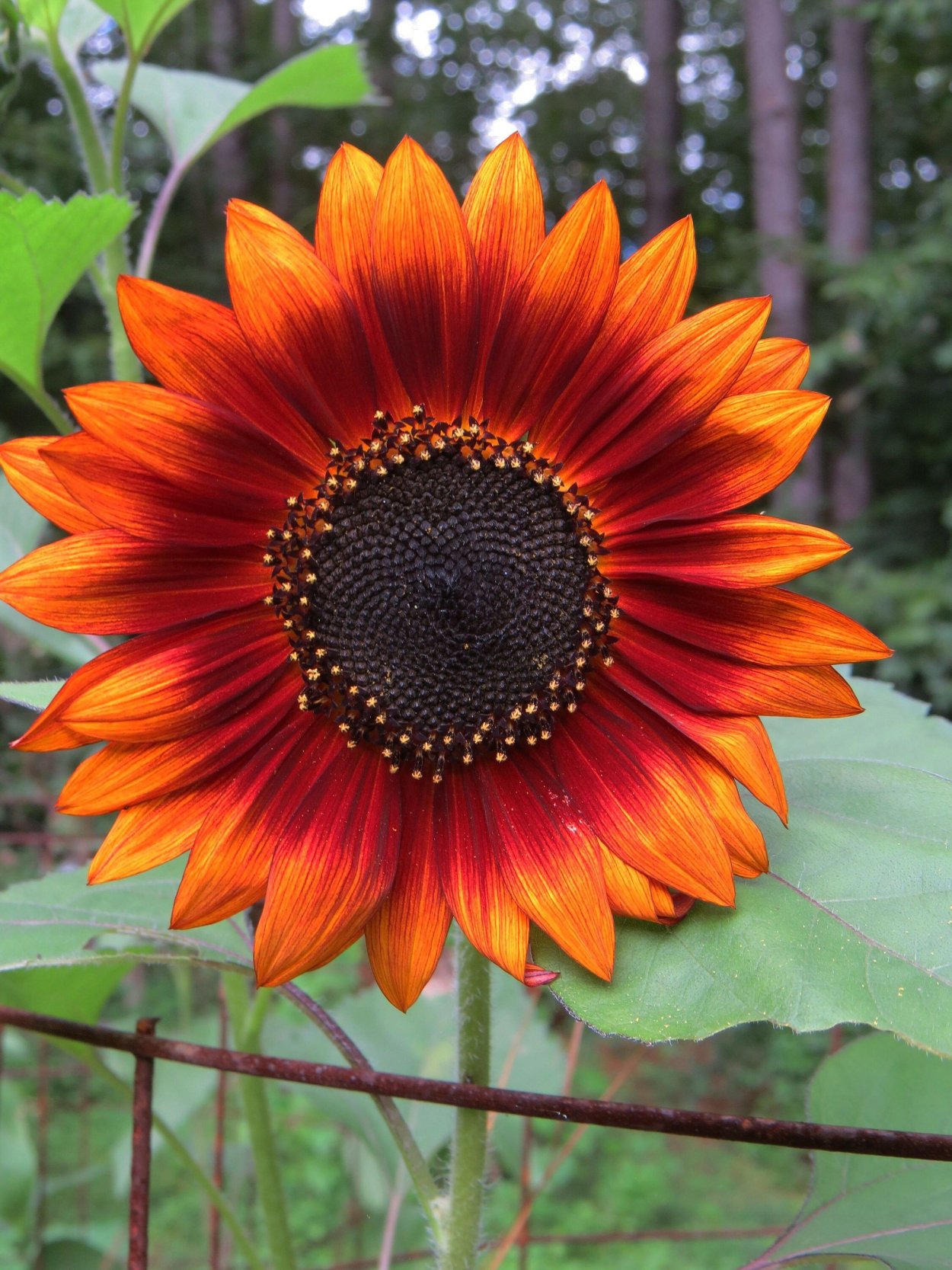 Подсолнечник однолетний малиновая Королева