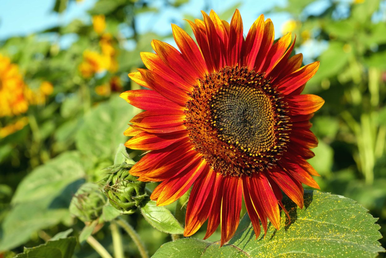 Подсолнечник красное солнышко