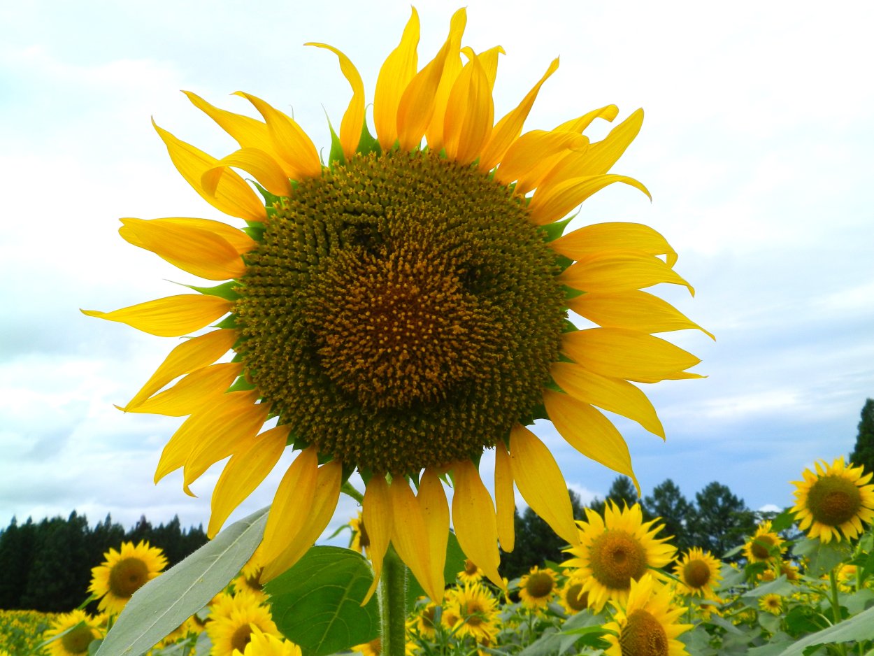 Подсолнечник декоративный красное солнышко