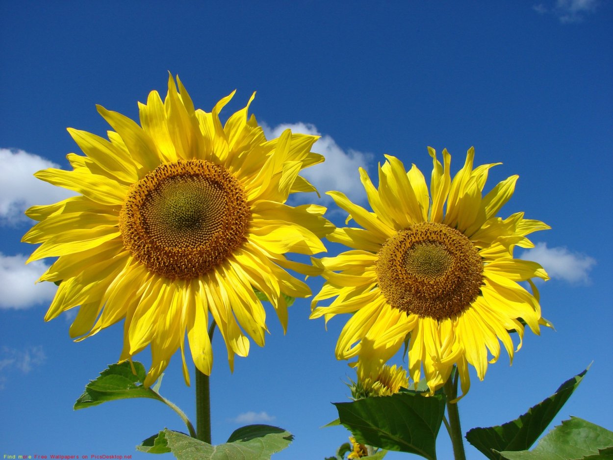 Желтый цветок подсолнух