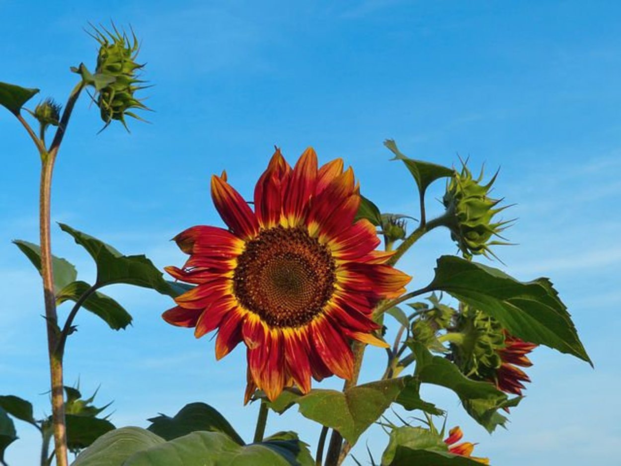 Декоративный подсолнух красное солнышко