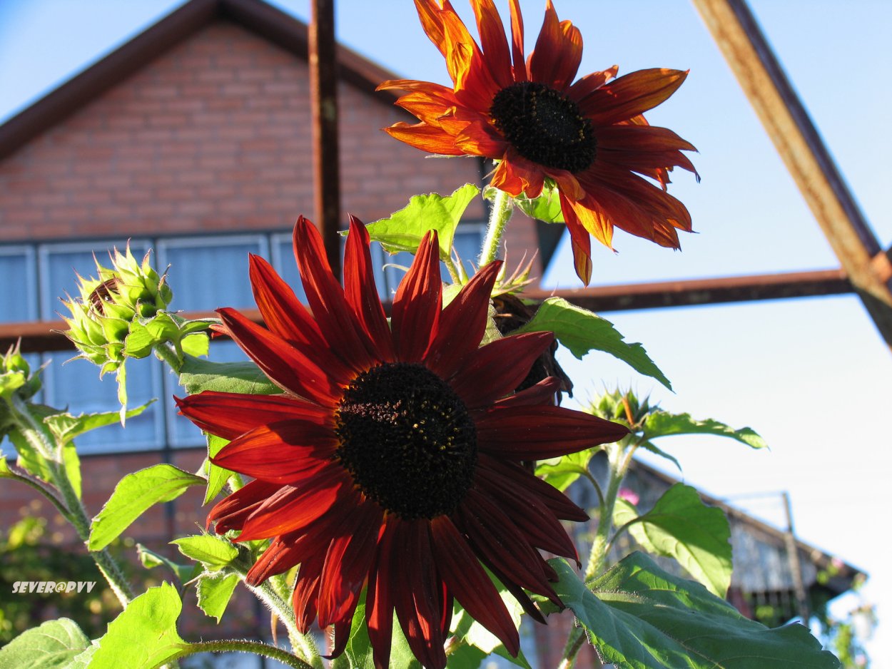Подсолнечник ред Сан